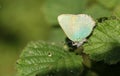 A stunning Green Hairstreak Butterfly Callophrys rubi perching on a leaf. Royalty Free Stock Photo