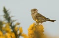 A stunning Greenfinch Carduelis chloris perched on a flowering gorse bush.