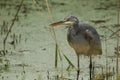 A Grey Heron, Ardea cinerea, hunting for food in the reeds at the edge of a lake. Royalty Free Stock Photo