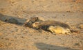 Grey Seal Halichoerus grypus mums and newly born pups lying on a beach at Horsey, Norfolk, UK. Royalty Free Stock Photo