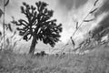 Stunning greyscale view of the Joshua Tree National Park in California, US Royalty Free Stock Photo