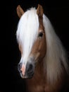 Stunning Haflinger Stallion Royalty Free Stock Photo