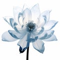 Translucent Blue Lotus Flower Photo: 3d X-ray Illustration On White Background Royalty Free Stock Photo