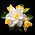 Stunning Hd Photo Of Jasminum Laurifolium: Exquisite Beauty In Detail Royalty Free Stock Photo