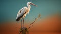 Stunning Hd Photograph Of White Stork Perched On Desert Branch