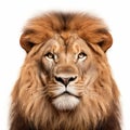 Download Free Beautiful Lion Face In Png With White Background