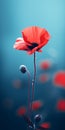 Minimalist Red Poppy Flower Wallpaper For Impeccable And Tcl 6-series