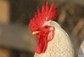 A stunning head shot of a stunning Cockerel. Royalty Free Stock Photo