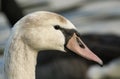 A head shot of a stunning juvenile Mute Swan Cygnus olor. Royalty Free Stock Photo