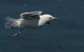 A beautiful Herring Gull Larus argentatus flying above the sea in the UK. Royalty Free Stock Photo