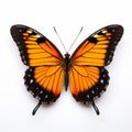 Stunning High Definition Orange And Black Butterfly Artwork