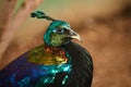 Stunning Himalayan Monal in his enclosure at the Brooklyn Zoo