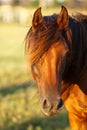 Stunning Horse