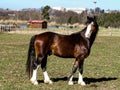 Beautiful welsh cob section D young stallion