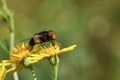 A pretty Hoverfly, Pellucid Fly, Volucella pellucens, nectaring from a flower. Royalty Free Stock Photo