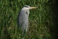 A magnificent hunting Grey Heron, Ardea cinerea, standing on the bank of a river amongst the Reeds. Royalty Free Stock Photo