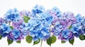 Beautiful Blue And Purple Hydrangeas On White Background Royalty Free Stock Photo