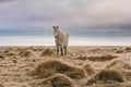 Stunning Iceland landscape photography. Picture of wild horses. From Icy fjords to snowy mountains to ice lagoons