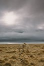 Stunning Iceland landscape photography. Two wild horses at the sea while the sun is setting and dark clouds are in the sky