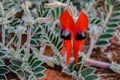 Stunning iconic Australian Sturt`s Desert Pea flower