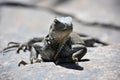 Stunning Iguana Up Close and Personal on a Rock Royalty Free Stock Photo