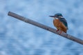 Stunning image of an Eisvogel perched atop a branch in the Italian Alps during the wintertime