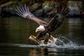 Alaska Bald Eagle Attacking a Fish Royalty Free Stock Photo