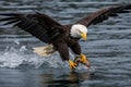 Alaska Bald Eagle Attacking a Fish Royalty Free Stock Photo