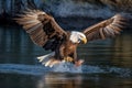 Alaska Bald Eagle Attacking a Fish Royalty Free Stock Photo