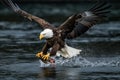 Alaska Bald Eagle Attacking a Fish Royalty Free Stock Photo