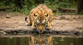 Tiger Drinking Water Reflection, Bengal Tiger in Wild Royalty Free Stock Photo