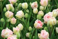 Stunning image of bright and colorful Springtime Tulips Royalty Free Stock Photo