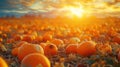 Autumn Bounty: Vibrant Sunset Harvest with Pumpkins in Field for Thanksgiving and Fall Background Royalty Free Stock Photo
