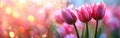 Spring Tulip in Pastel Bokeh Background: Close-up of a Blooming Flower Royalty Free Stock Photo