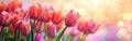 Spring Tulip in Pastel Bokeh Background: Close-up of a Blooming Flower Royalty Free Stock Photo