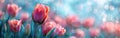 Spring Tulip in Pastel Bokeh Background: Close-up of a Blooming Flower Royalty Free Stock Photo