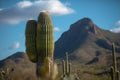 Majestic Saguaro Cactus Against Blue Sky Royalty Free Stock Photo