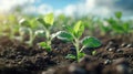 Vibrant Soybean Growth on Farm with Blue Sky Background - Agriculture Plant Seeding & Growing Step Concept Royalty Free Stock Photo