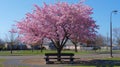 Cherry Blossom Spectacle at Hurd Park, Dover, NJ - Summer Version with Lush Green Leaves