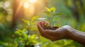 Nature\'s Gift: Holding the Future of Ecology - Plant in Hands on Nature Background Royalty Free Stock Photo