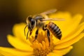 A stunning Bee collecting nectar from flower