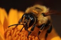 A stunning Bee collecting nectar from flower