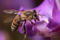 A stunning Bee collecting nectar from flower