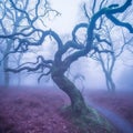 Twisted Majesty: A Dreamy Purple Oak Tree in a Misty Forest at Dusk