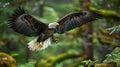 Proudly Soaring: Bald Eagle Honors Memorial Day and 4th of July in American Pride Royalty Free Stock Photo