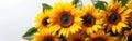 Vibrant Helianthus in Bloom: Sunflower on Pure White Background Royalty Free Stock Photo