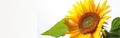 Radiant Helianthus: Bright Sunflower Blossom on Clean White Backdrop Royalty Free Stock Photo