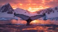 Silhouetted Humpback Whale Tail Fluke in Antarctic Sunset Waters Royalty Free Stock Photo