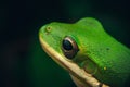 the green tree frog photographed at night in an outdoor setting Royalty Free Stock Photo