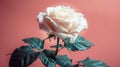 Solitary Beauty: White Rose on Isolated Background